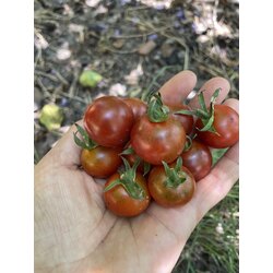 çikolata çeri domates 2 (sırık)