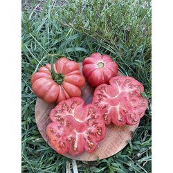 Pembe dev domates tohumu (sırık)