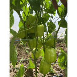 Dolma  biber (tatlı)