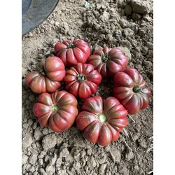 Kıvırcık çikolata domates