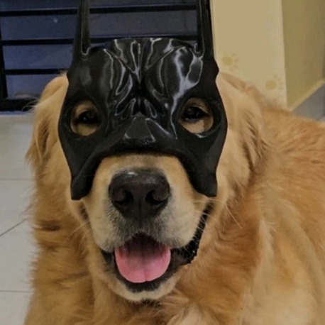 Köpek için Batman maskesi