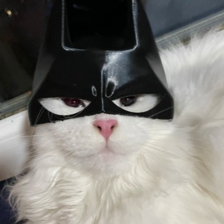 Kedi için batman maskesi