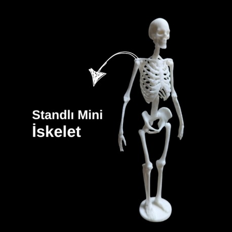 Standlı Mini İskelet Anatomi