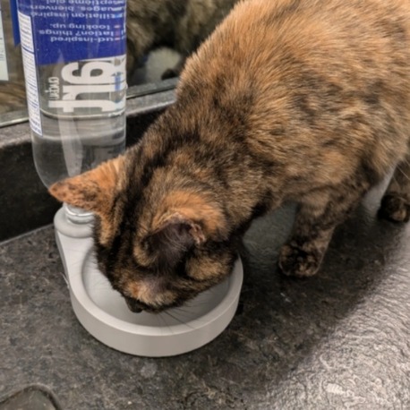 Kedi Su Kabı
