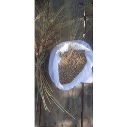 Karakılçık Bulgur