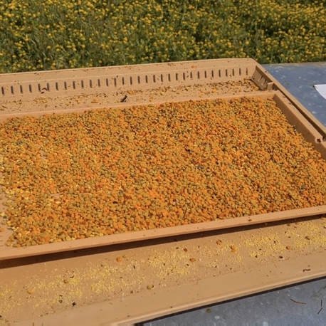 1 kg Polen