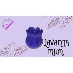 LAVANTA MUM 2