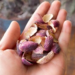 70 gr. Antep fıstığı kabuğu çayı