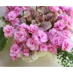 Rose Bouquet, standart, fide 