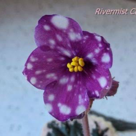 Rivermist Calypso, standart, fide