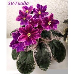 SV-Giada, standart, fide