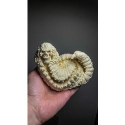 Centipede (Unpainted)