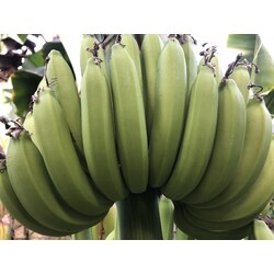 Yeşil Muz -5 kg 