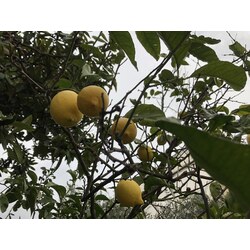 Limon - 2 Kg.