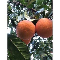 Portakal -3 kg (Washington-Yafa) 