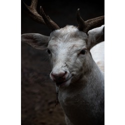 Albino 2 20x30cm
