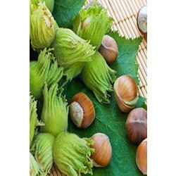 fındık 