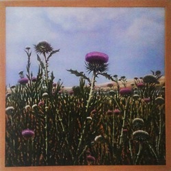 Deve Dikeni.Thistle.Oilpainting.50x50cm.