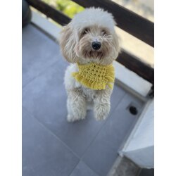 Sarı Renk Makrome Köpek Bandana 