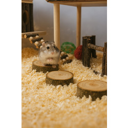 Doğal Ahşap Hamster Platformu – 3 Adet, 3 cm Yükseklik, 5 cm Çap, Dayanıklı ve Güvenli