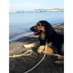 Köpek tasması 