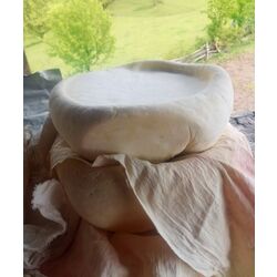 1 kg Şavşat gorcolo peyniri 