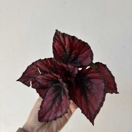 Mini Begonia Rex ‘Red Kiss’