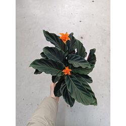 Calathea Crocata