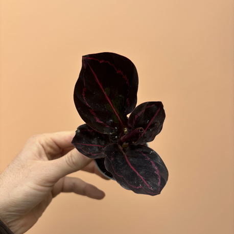 Mini Calathea Roseopicta Dottie 