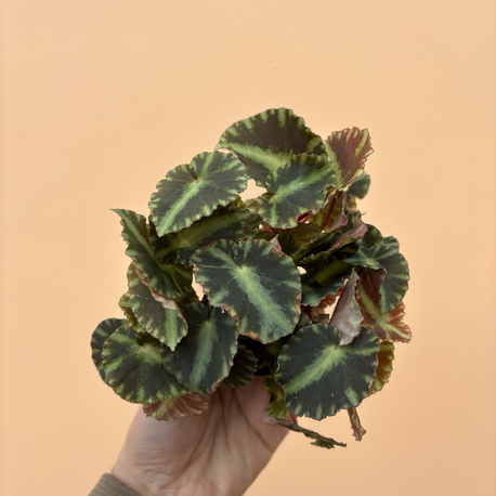 Begonia Cleopatra 