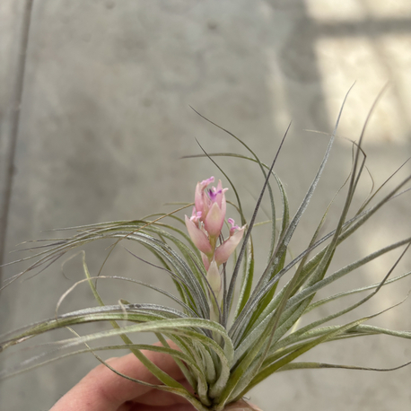 Tillandsia houston cotton candy