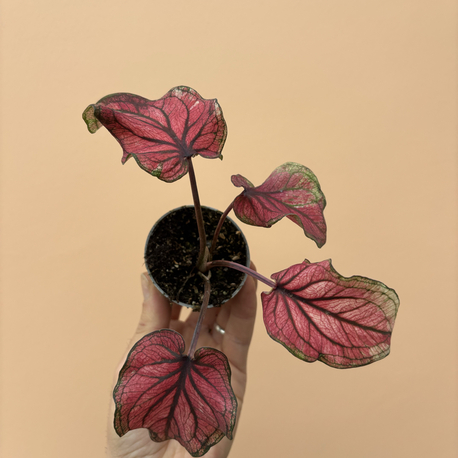 Mini Caladium