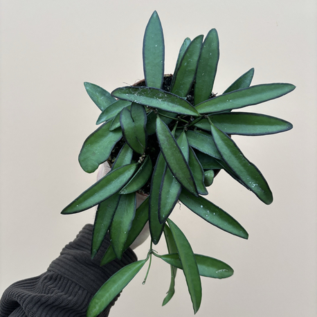 Hoya Wayetti 