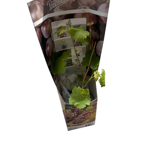 Vitis - Kırmızı üzüm fidanı 