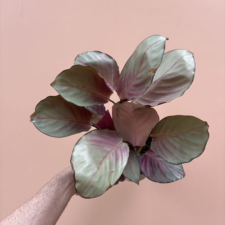 Calathea 'Silver Plate'