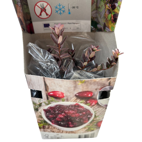 Vaccinium Macrocarpon ‘Cranberry’ Turna yemişi Fidesi