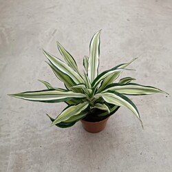 Dracaena Fragrans Yellow Coast