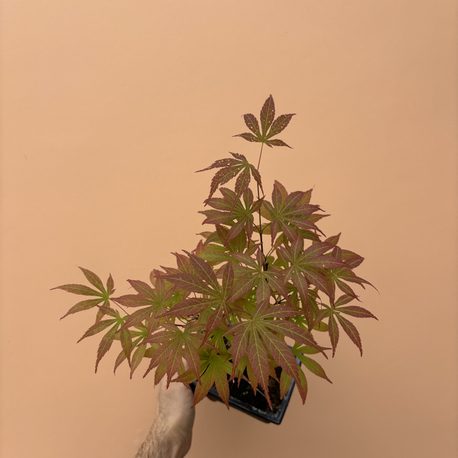 Acer Bonsai Deshojo