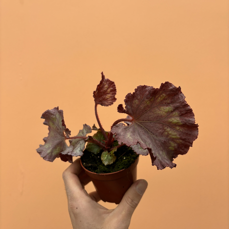 Begonia Pink Panther