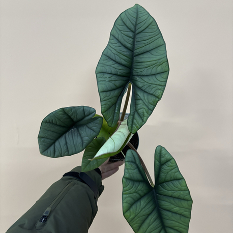Alocasia Platinium  