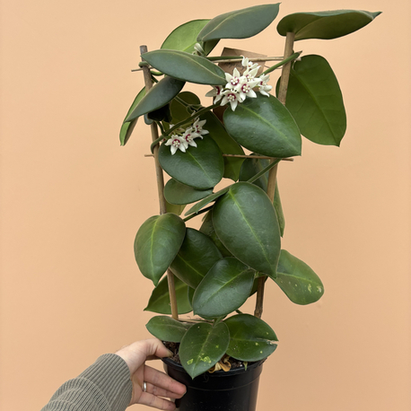 Hoya calycina 'Stargazer' 