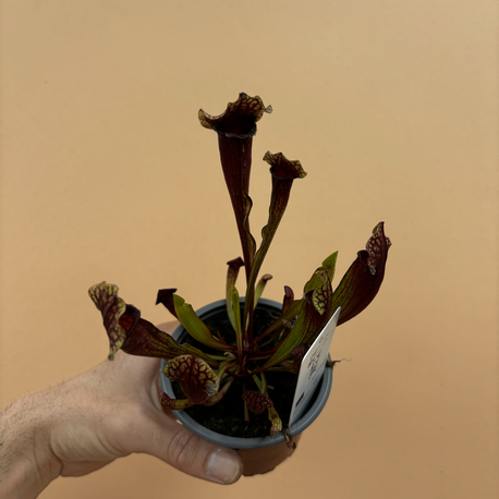 Sarracenia x mitchelliana
