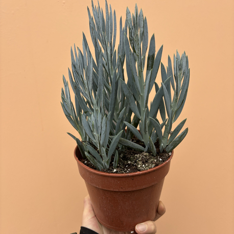 Curio ficoides 'Mount Everest'
