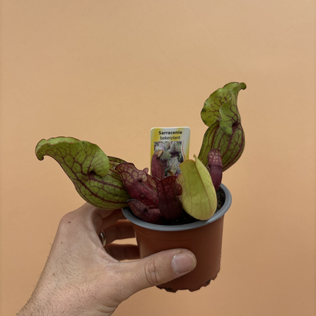 Sarracenia Purpurea Venosa