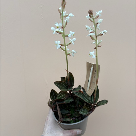 Ludisia Discolor 