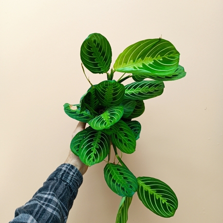 Maranta Lemon Lime