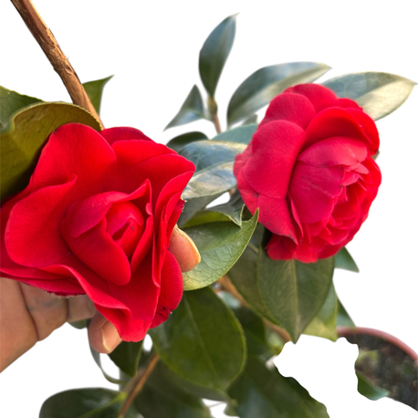 Camelia Japonica - Japon Kamelyası