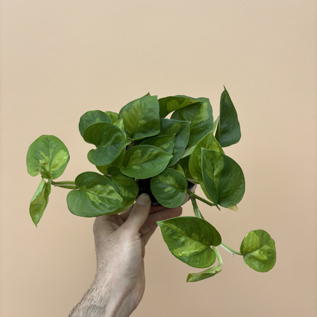 Epipremnum global Green