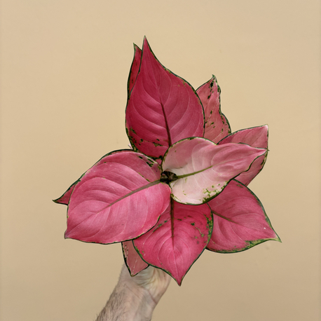 Aglaonema Pink Star 
