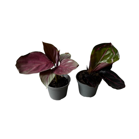 2’li Mini Calathea Seti